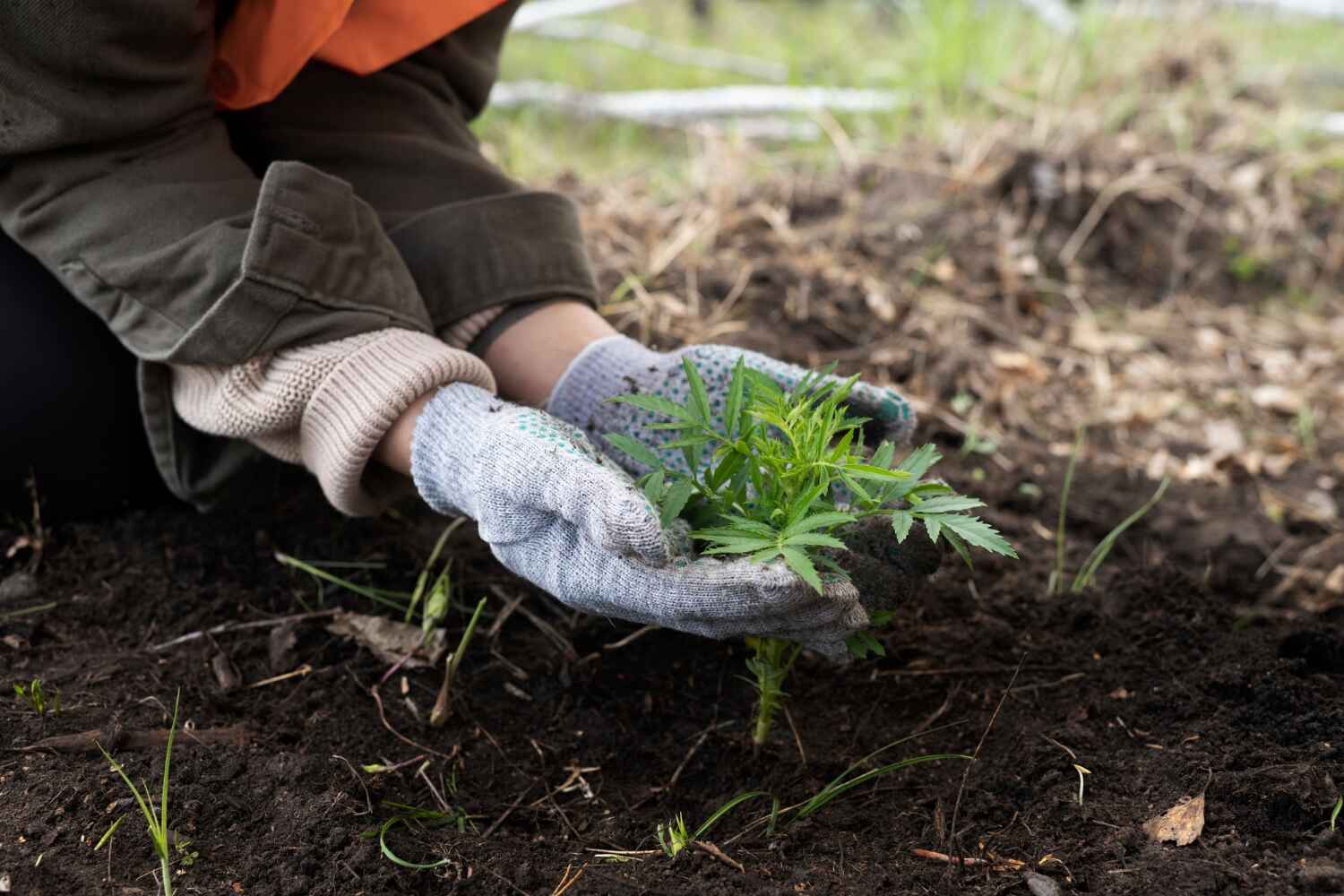 Best Arborist Services Near Me  in Malakoff, TX